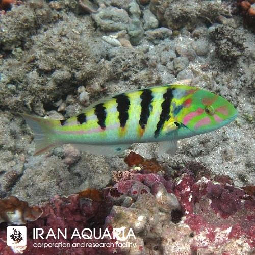 راس هارد ویک (Hardwicke Wrasse)