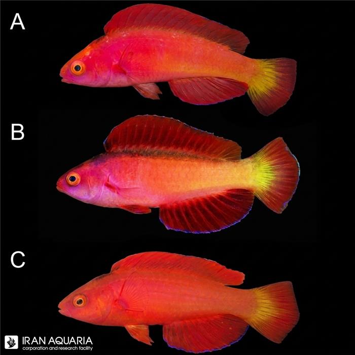 راس فرشته‌ی ماگما (Magma Fairy Wrasse) 
