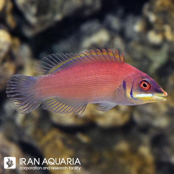 راس اسکارلت پین (Scarlet Pin Stripe Wrasse)