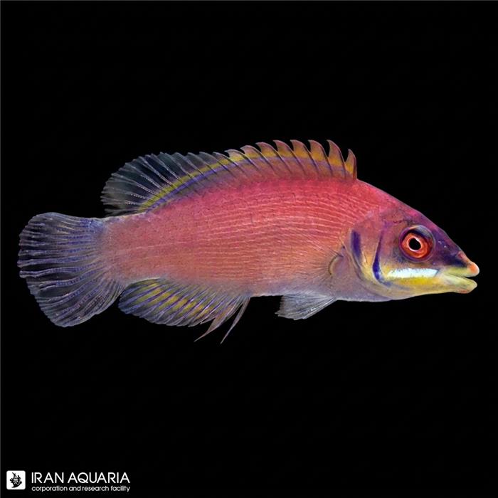 راس اسکارلت پین (Scarlet Pin Stripe Wrasse)