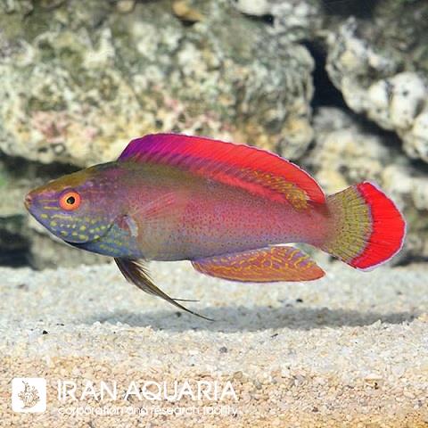 راس فرشته‌ی مارجین صورتی (Pink Margin Fairy Wrasse)