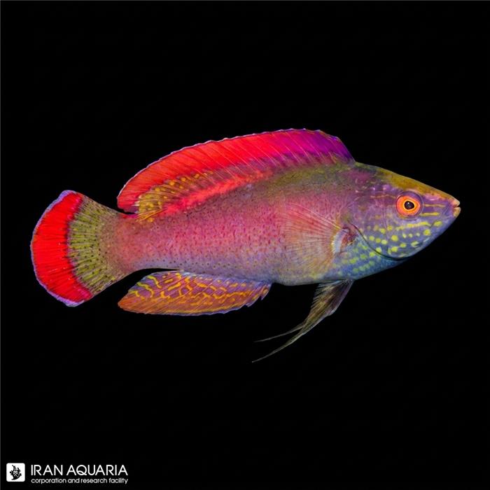 راس فرشته‌ی مارجین صورتی (Pink Margin Fairy Wrasse)