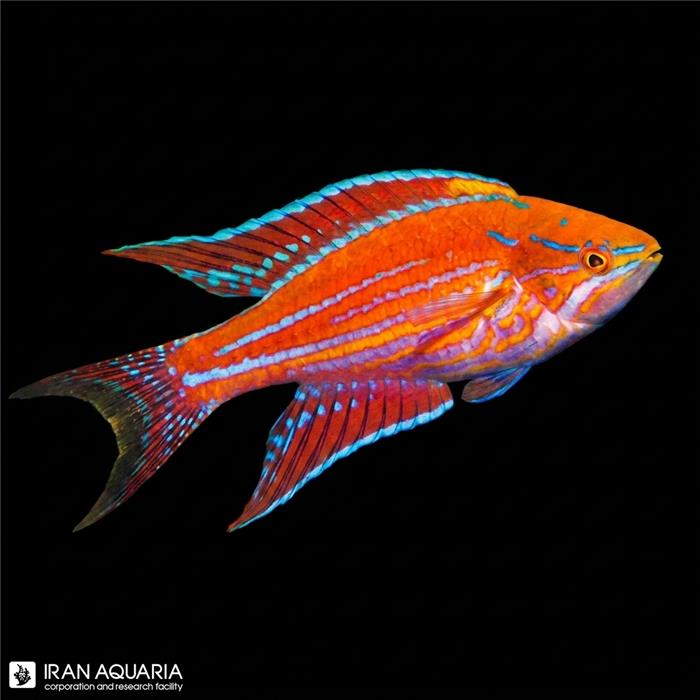 راس فلشر رویال (Royal Flasher Wrasse)