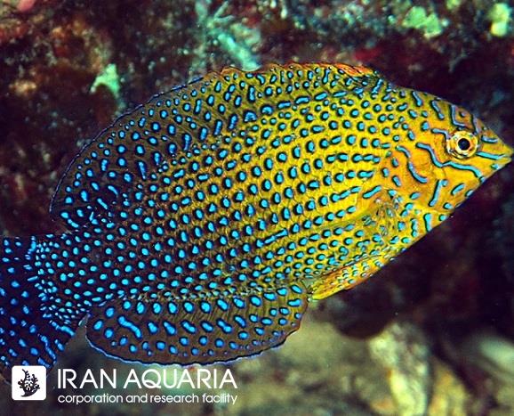 راس لئوپارد پاتر (Potter's Leopard Wrasse)