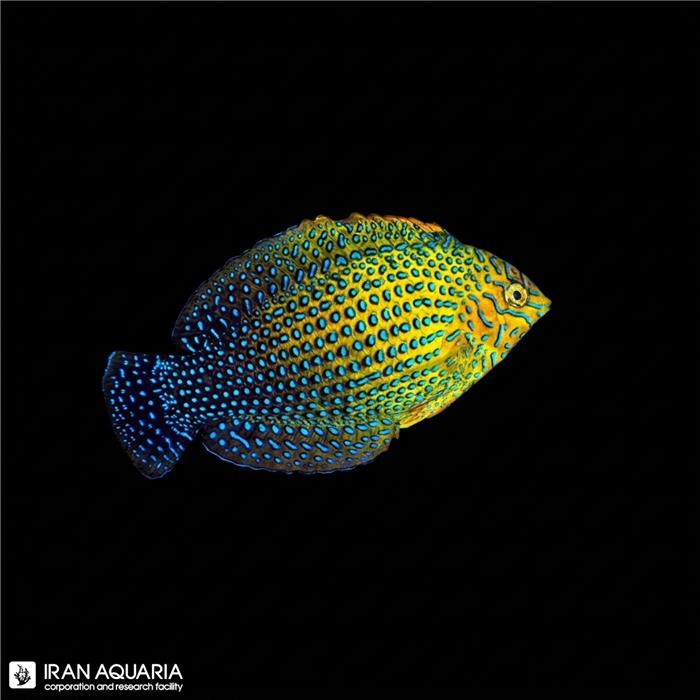 راس لئوپارد پاتر (Potter's Leopard Wrasse)