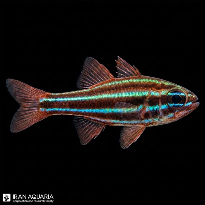کاردینال نوار سیاه (Black Striped Cardinalfish)