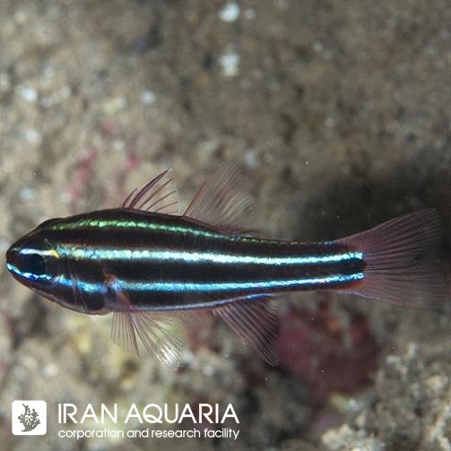 کاردینال نوار سیاه (Black Striped Cardinalfish)