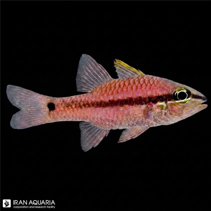 کاردینال خال مشکی (Band Tail Black Spot Cardinalfish)