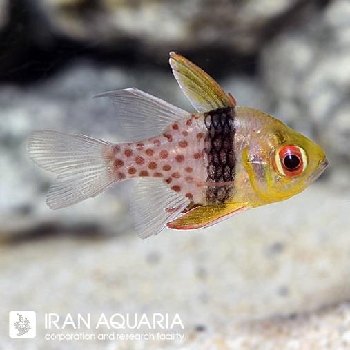 کاردینال آپاگون (Pajama Cardinalfish)