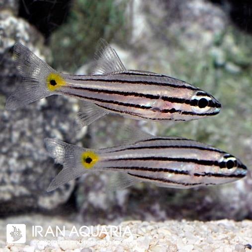 کاردینال پنج خط (Five Lined Cardinalfish)