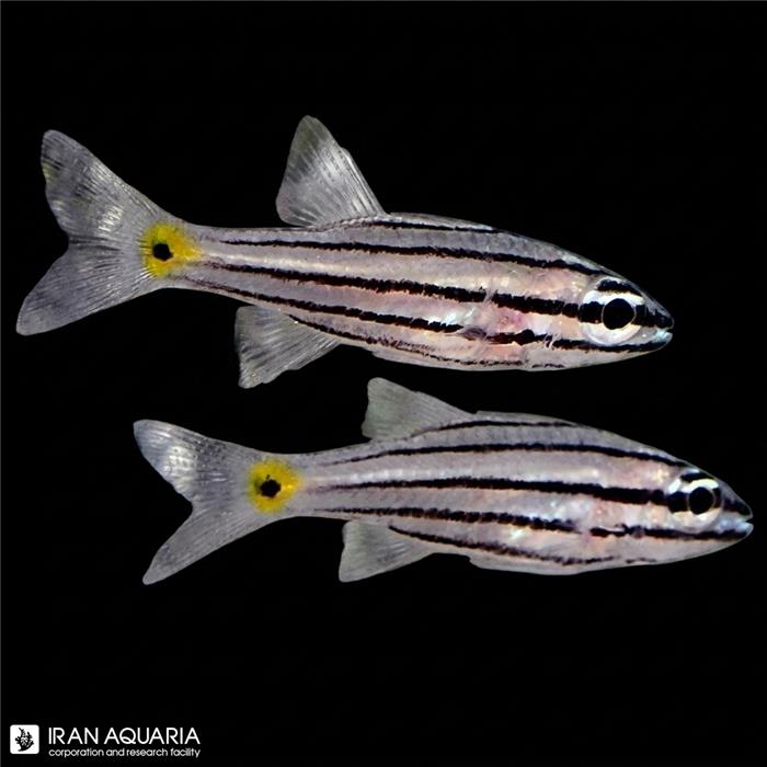 کاردینال پنج خط (Five Lined Cardinalfish)