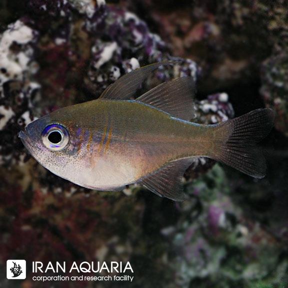  کاردینال لانگ اسپین (Longspine Cardinalfish)