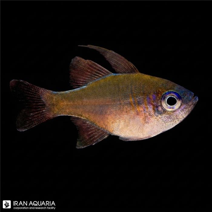  کاردینال لانگ اسپین (Longspine Cardinalfish)