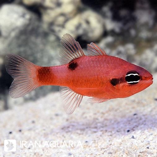  کارینال فلیم (Flame Cardinalfish)