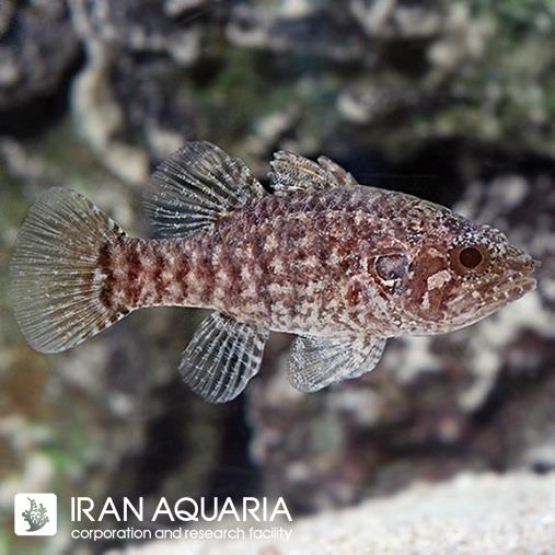 کاردینال فائولر خال‌دار (Speckled Fowler Cardinalfish)