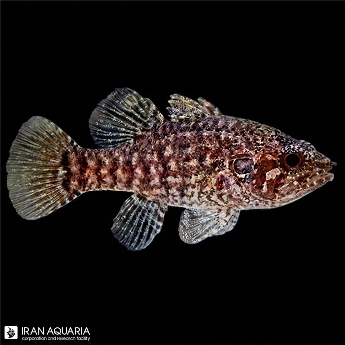 کاردینال فائولر خال‌دار (Speckled Fowler Cardinalfish)