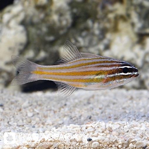 کاردینال نوار زرد (Yellowstriped Cardinalfish) 