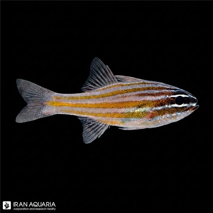 کاردینال نوار زرد (Yellowstriped Cardinalfish) 