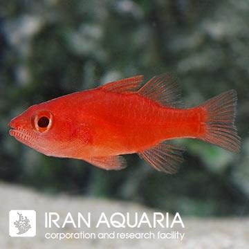 کاردینال خال قرمز (Red Stop Light Cardinalfish)