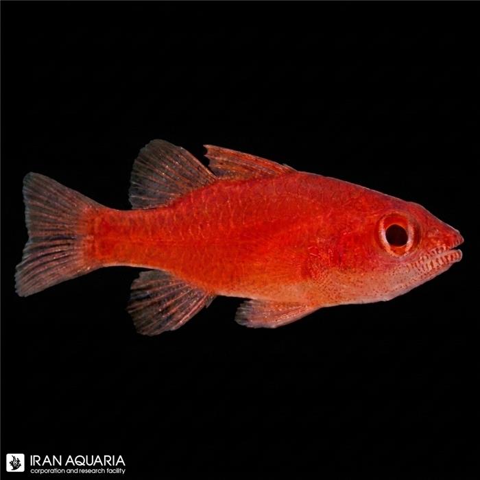 کاردینال خال قرمز (Red Stop Light Cardinalfish)