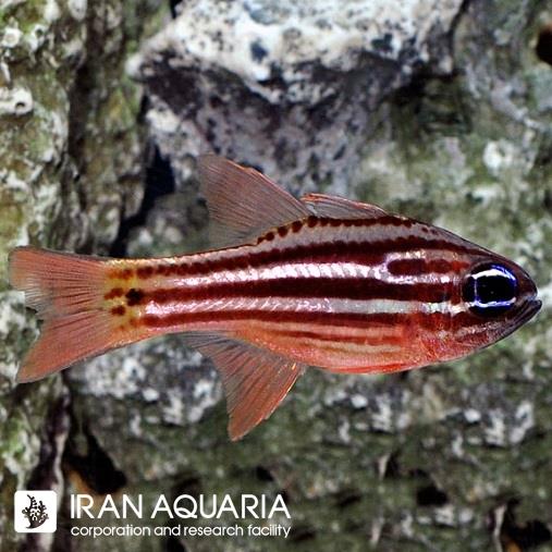  کاردینال ارکسترایپ (Ochrestriped Cardinalfish)