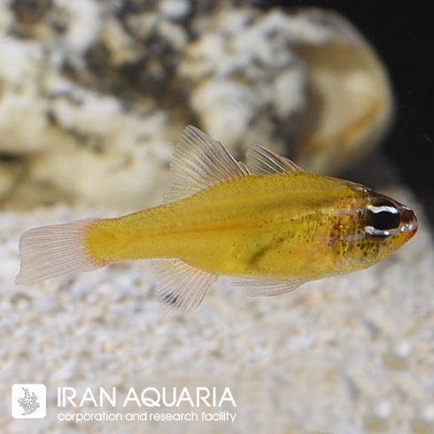 کاردینال زرد (Yellow Cardinalfish) 