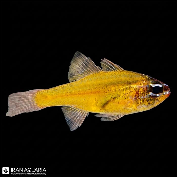 کاردینال زرد (Yellow Cardinalfish) 