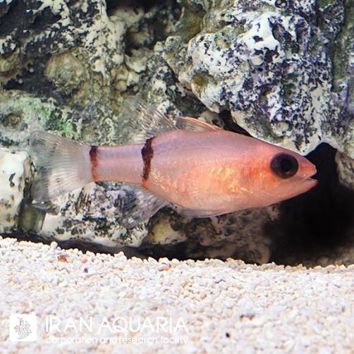 کاردینال شکم قرمز (Red Belted Cardinalfish)