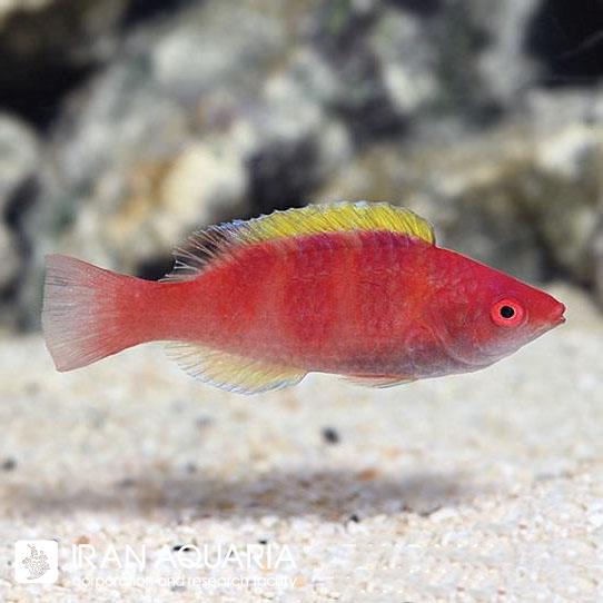راس فرشته باله زرد (Yellow Fin Fairy Wrasse)