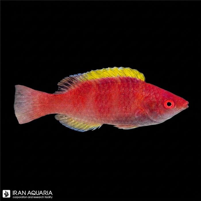راس فرشته باله زرد (Yellow Fin Fairy Wrasse)