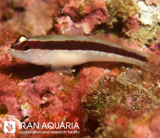 گابی راه‌راه (Striped Goby)