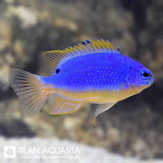 دامسل شیطان آبی فیجی (Fiji Blue Devil Damselfish)