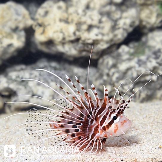 خروس ماهی آنتناتا (Antennata Lionfish)