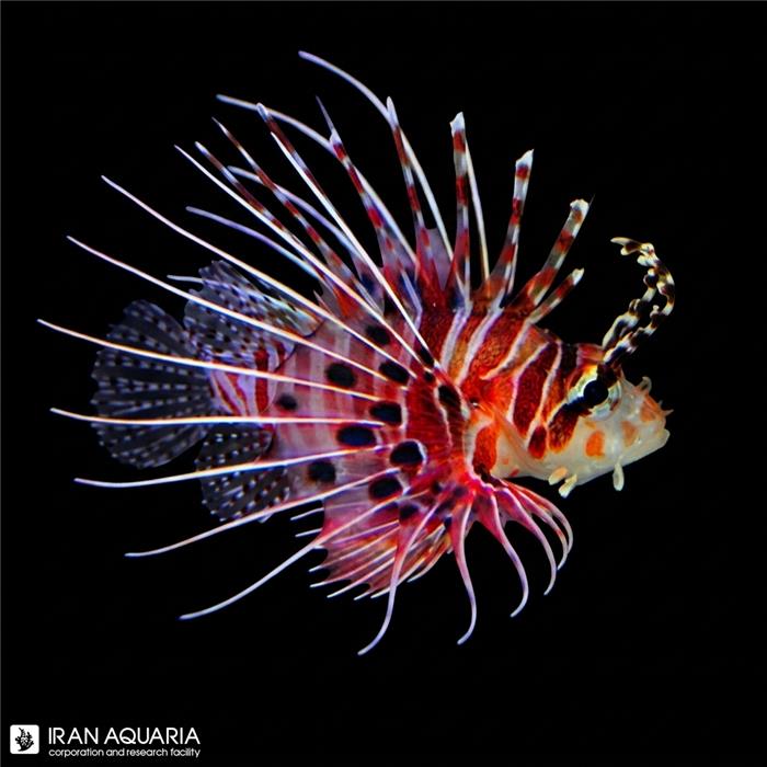 خروس ماهی آنتناتا (Antennata Lionfish)
