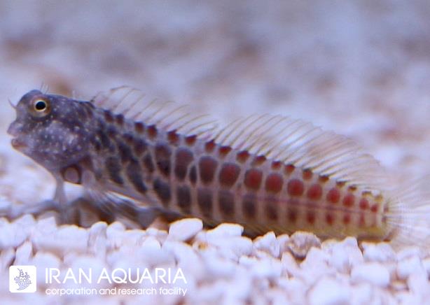 بلنی بادبانی سیگمنت (Segmented Sailfin Blenny)