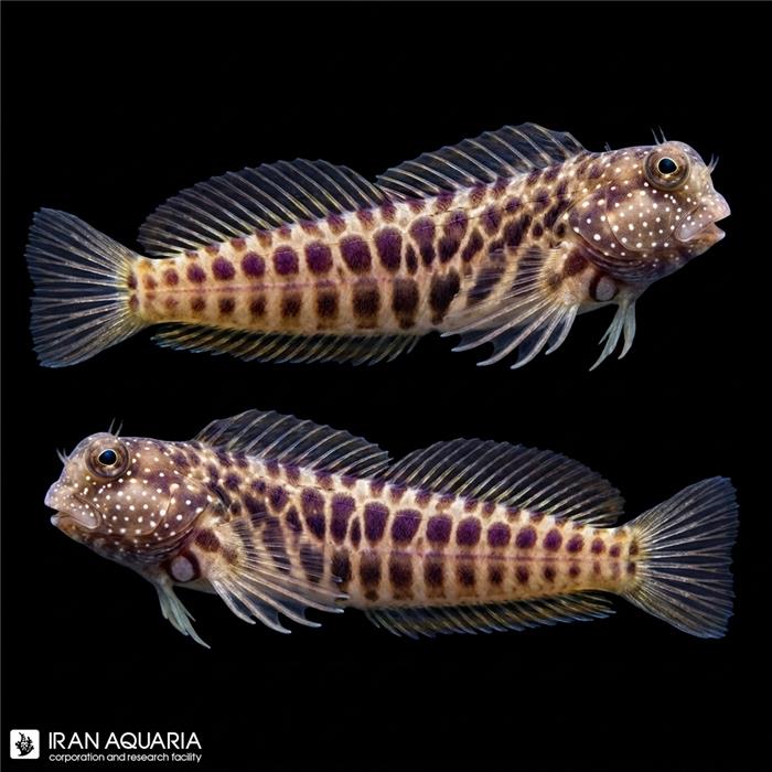 بلنی بادبانی سیگمنت (Segmented Sailfin Blenny)