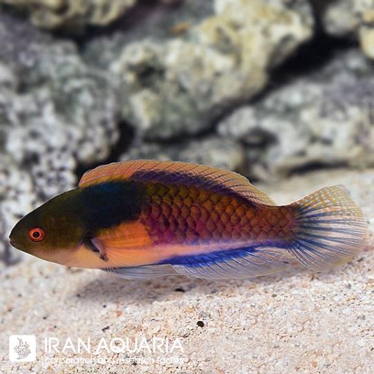 راس فرشته‌ی یلو فلنک (Yellow Flanked Fairy Wrasse)