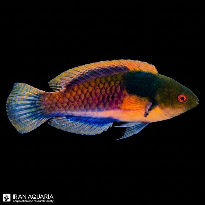 راس فرشته‌ی یلو فلنک (Yellow Flanked Fairy Wrasse)
