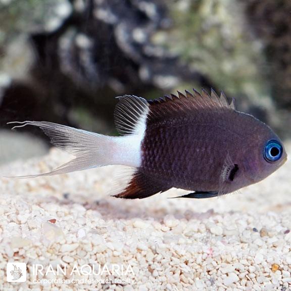 کرومیس بایکالر (Black & White Chromis)