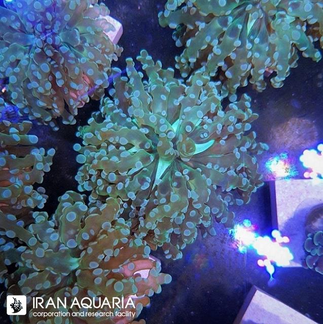 مرجان فراگ اسپان (FrogSpawn Coral)