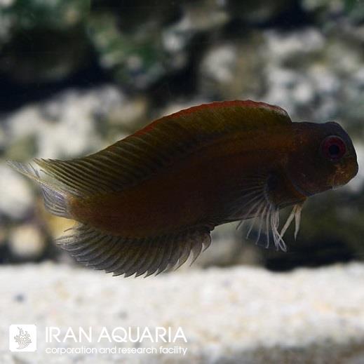 بلنی بادبانی سیاه (Black Sailfin Blenny)