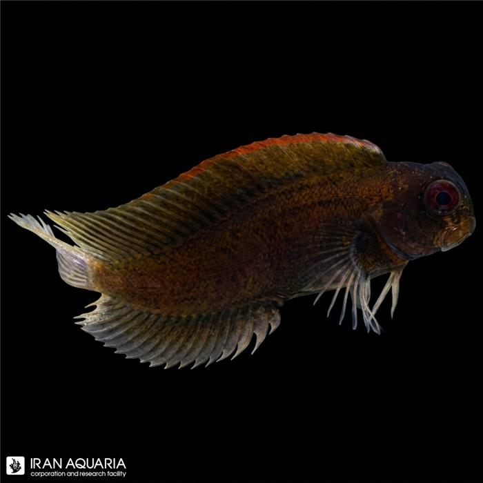 بلنی بادبانی سیاه (Black Sailfin Blenny)