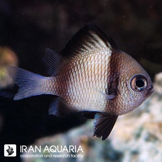دامسل دو خط (Two Stripe Damselfish)