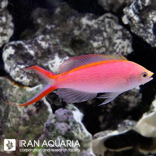 آنتیاس پرنسس (Princess Anthias)