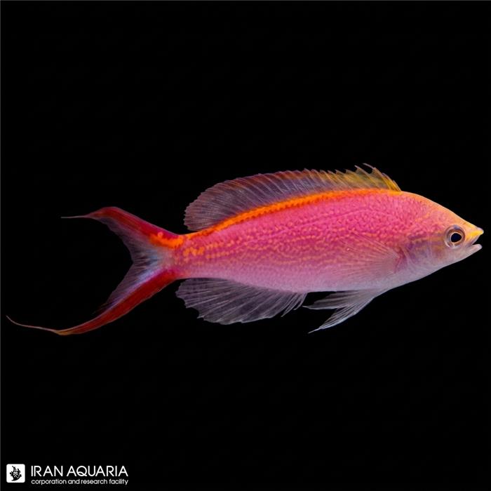 آنتیاس پرنسس (Princess Anthias)