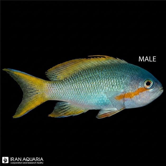 آنتیاس لایر تیل سبز (Green Anthias)