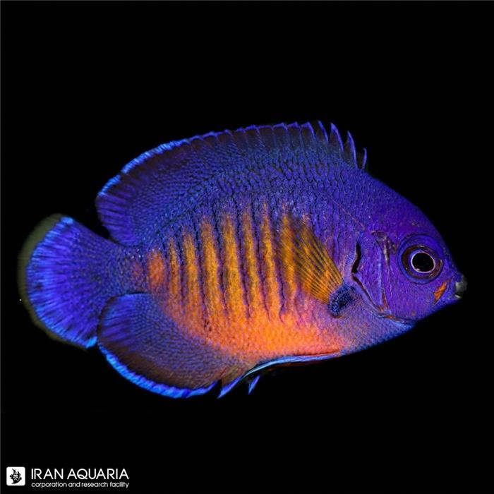 فرشته ماهی کورال بیوتی (Coral Beauty Angelfish)