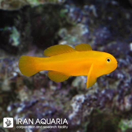 گابی دلقک زرد (Yellow Clown Goby)