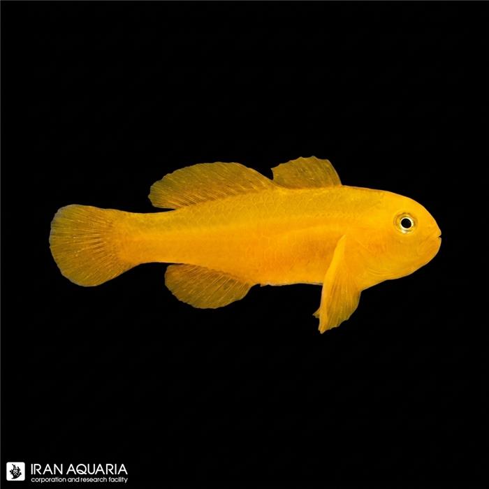 گابیدون دلقک زرد (Yellow Clown Goby)