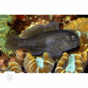 گابی دلقک سیاه (Black Clown Goby)
